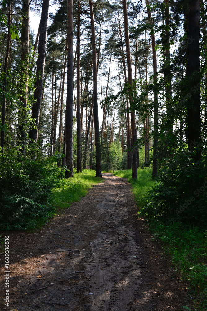 Fototapeta premium Path through a sunlit forest, with tall trees and dappled light vertical
