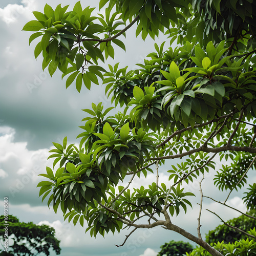 Lush Greenery Under Changing Skies