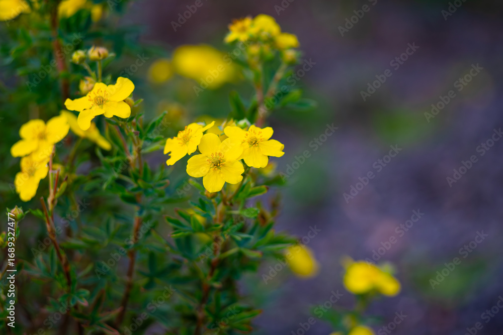 Obraz premium Close Up of Yellow Wildflowers in Summer Garden