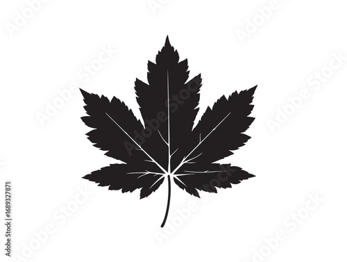 Maple leaf silhouette vector illustration with elegant natural detail