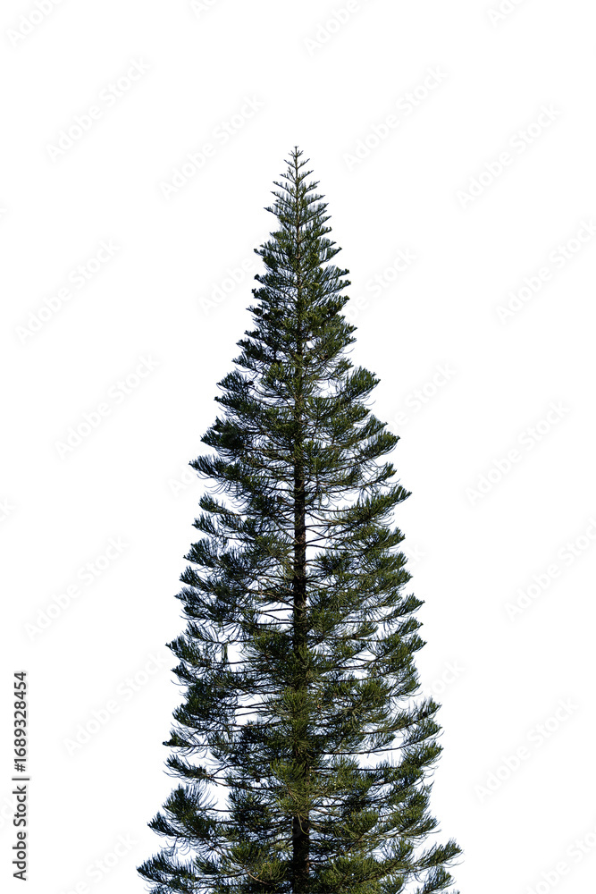 Obraz premium Green fir Christmas tree with snow on a white background