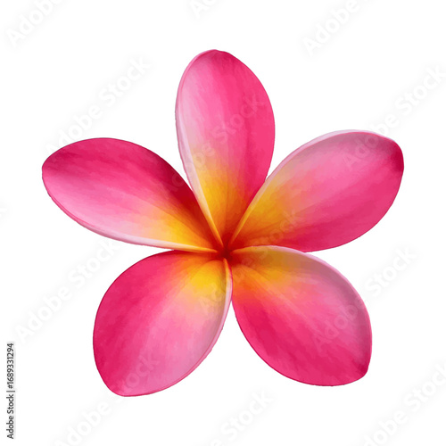 Frangipani flower isolated on white background with tropical beauty and floral bloom