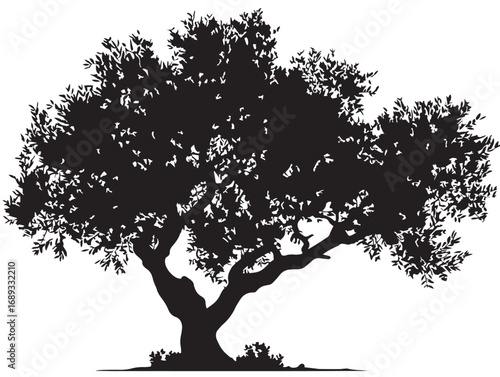 Natural olive tree vector silhouette for elegant design