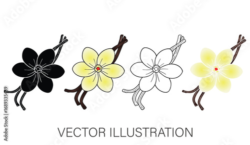 A Collection of Vanilla Beans with Blossoms - Isolated Vector Illustrations