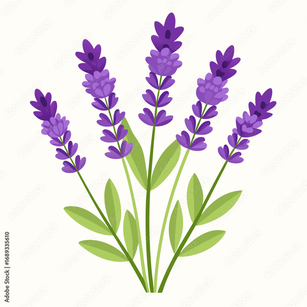 Fototapeta premium Salvia