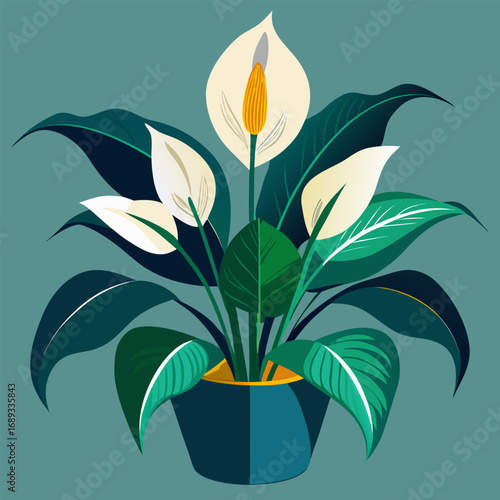 Peace Lily