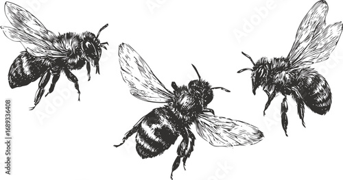 Detailed illustration of three bees in flight with intricate wing patterns. Vector illustration