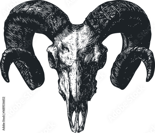 Detailed black and white ram skull illustration with large curved horns. Vector illustration