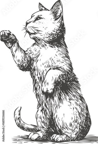 Illustration of a cat sitting on hind legs with paw raised in sketch style. Vector illustration