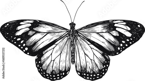 Black and white detailed illustration of a butterfly with open wings. Vector illustration