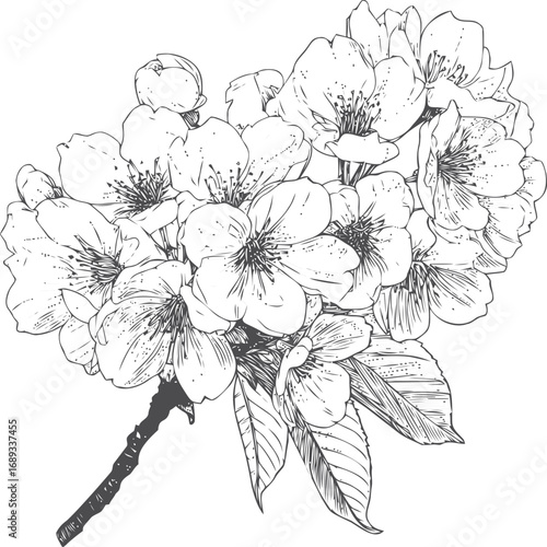 Sketch of blossoming cherry branch with detailed flowers and leaves. Vector illustration