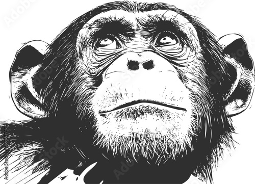 Black and white vector drawing of a chimpanzee looking upwards. Vector illustration