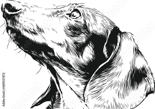 Realistic black and white illustration of a dog's head looking upward. Vector illustration