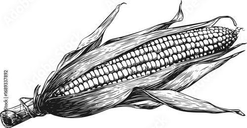 Black and white corn illustration with detailed shading and open husk. Vector illustration