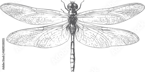 Detailed illustration of a dragonfly showcasing intricate wing patterns. Vector illustration