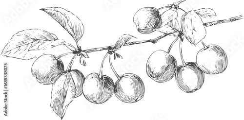 Ink drawing of cherry branch with detailed leaves and fruits. Vector illustration