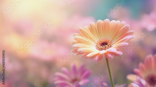 Elegant wedding invitation card background watercolor pictures Natural little a Gerbera flower field in a lifestyle style expressing wonder with pastel floral shades and golden lighting harmony