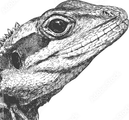 Detailed black and white illustration of a lizard head, intricate line art drawing. Vector illustration