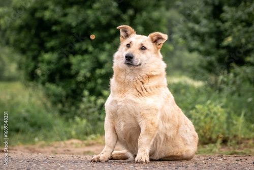 A fat light dog sits among the greenery and looks attentively into the distance. Overweight