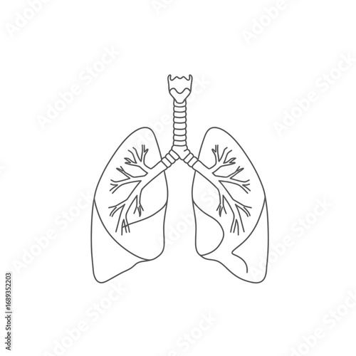 Line Drawing of Human Lungs Anatomy