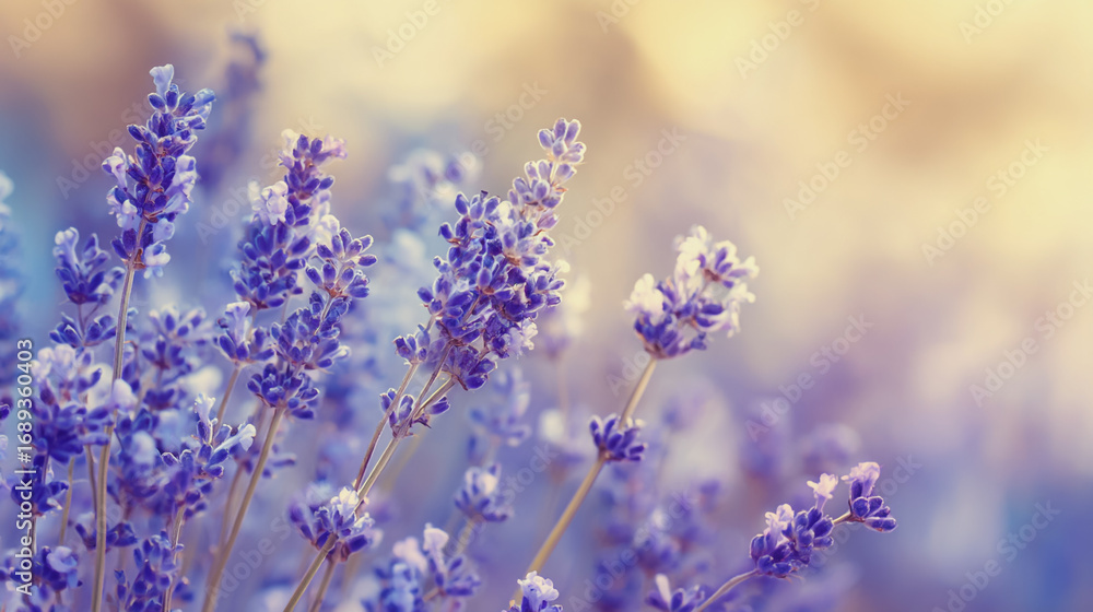 Naklejka premium Elegant wedding invitation card background watercolor pictures Natural little a Lavender flower field in a lifestyle style expressing wonder with pastel floral shades and golden lighting harmony