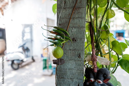 Indian nimbu-mirchi lemon and chili charm hanging outdoors for evil eye protection and good luck