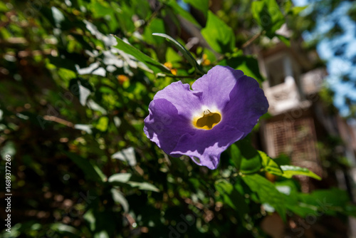 Morning glory flower with dew in sunlit garden, surrounded by lush leaves
