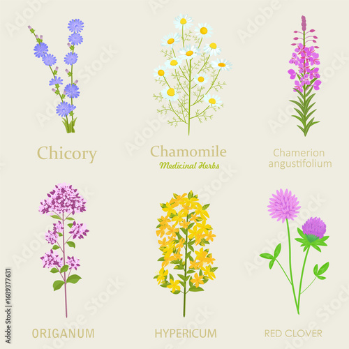 collection of blooming medicinal plants. set of red clover, Cichorium intybus, camomile, oregano, Chamaenerion angustifolium, St. John's wort flowers
