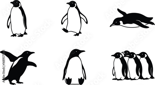 Illustration set of a penguin in different poses vector illustration of a flightless bird