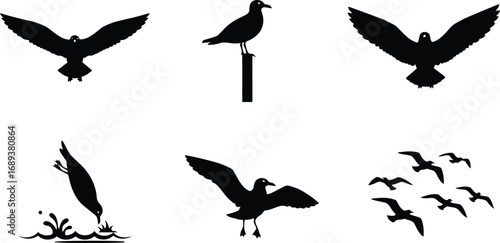 Silhouette of seagulls in various poses, including flying, standing, and diving into water