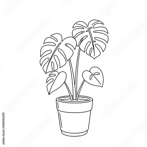 Monstera plant illustration, a simple line drawing of a tropical houseplant in a pot