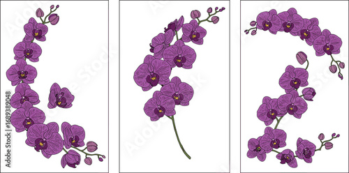 Beautiful purple orchid flowers in various artistic arrangements, tropical floral design, detailed botanical illustration, isolated on white background, elegant nature art