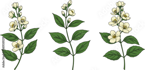 Beautiful white jasmine flower branches with green leaves, blooming flowers, nature botanical art, fresh floral design, spring blossoms, delicate petals, garden plants