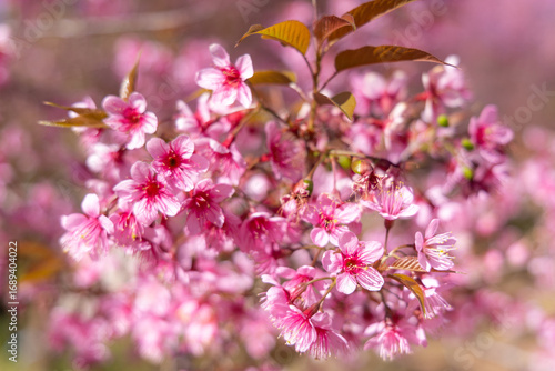 Beautiful of pink cherry blossomon tree.