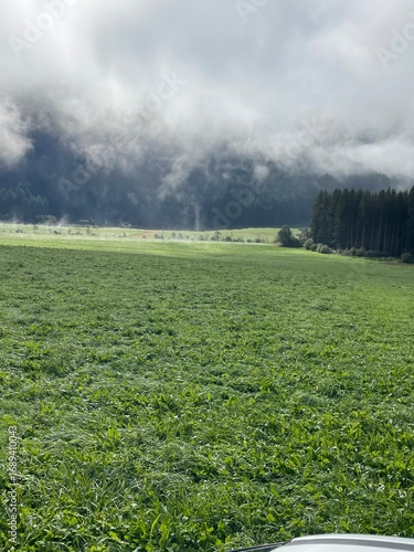 green grass field