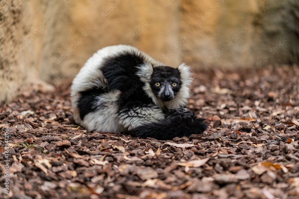 Obraz premium A striking black-and-white ruffed lemur (Varecia variegata) is seen curled up on a bed of bark chips, resting against a rocky wall. Native to Madagascar, this endangered primate has thick fur