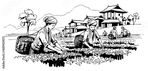 Women harvesting tea leaves on an asian plantation vector sketch