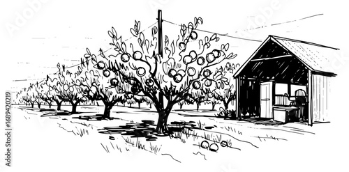 Orchard farm with fruit trees and barn sketch