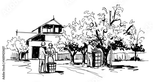 Orchard fruit harvest countryside scene sketch