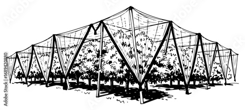 Orchard under protective netting canopy structure