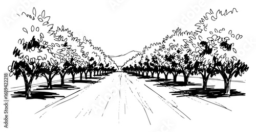 Orchard road lined with fruit trees perspective sketch