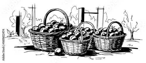 Apple harvest baskets orchard sketch vector