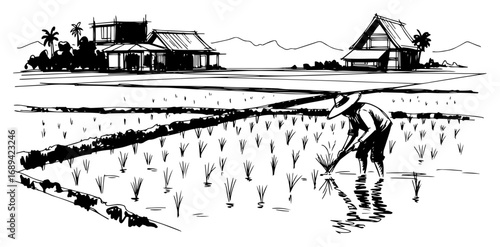 Asian farmer working in a rice paddy field vector sketch