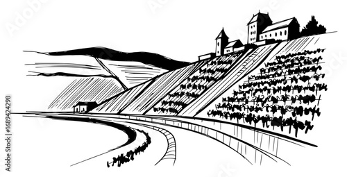 Terraced vineyard on river valley hillside