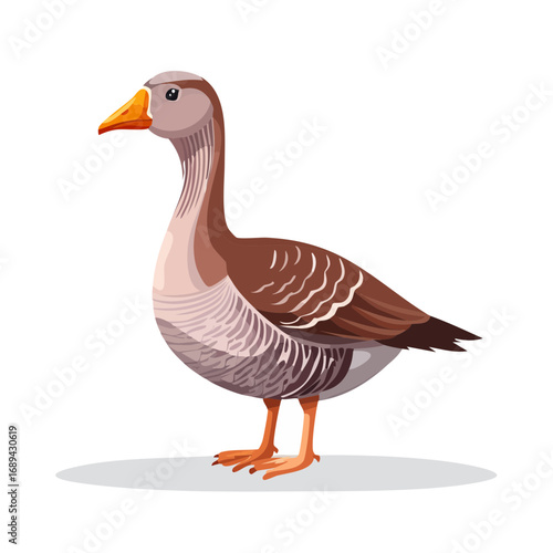 Cartoon greater white fronted goose vector illustration standing isolated against black for educational or design concepts