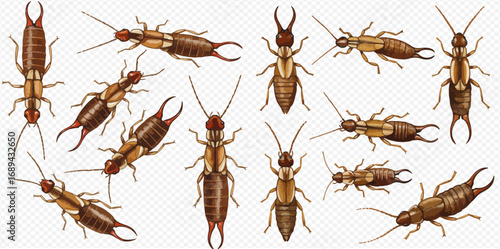 A collection of detailed brown earwig illustrations shown from various angles and perspectives on a transparent background.