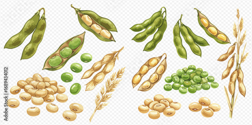 A collection of watercolor illustrations of soybeans, showing green edamame pods, dried soy beans, and plant stalks on a transparent background.