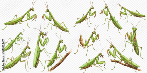 A collection of detailed green praying mantis illustrations, showcasing the insect in various dynamic poses and stances on a transparent background.