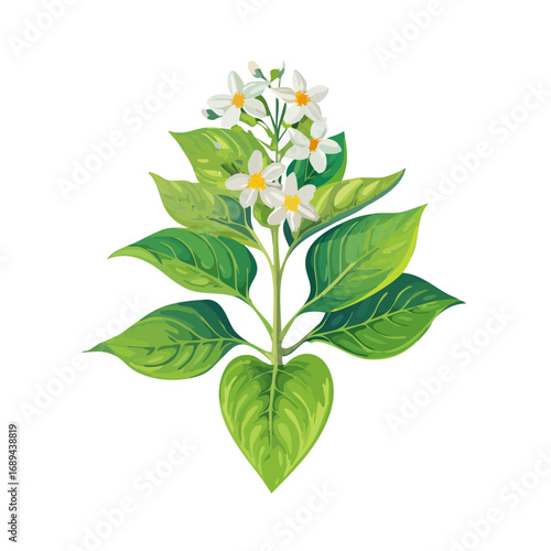 Elegant nightshade plant illustration with white flowers and green leaves on black backdrop. Botanical art for design projects.
