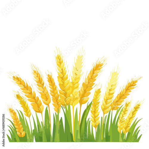 Golden wheat stalks in green grass against a black background, agriculture design illustration